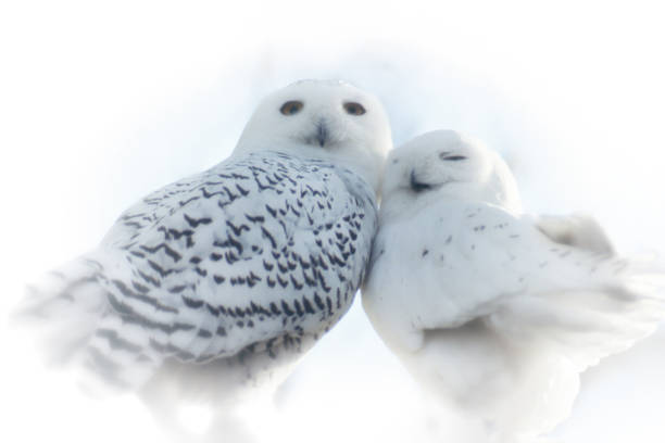 schneeeulen verliebt - owl snowy owl snow isolated stock-fotos und bilder