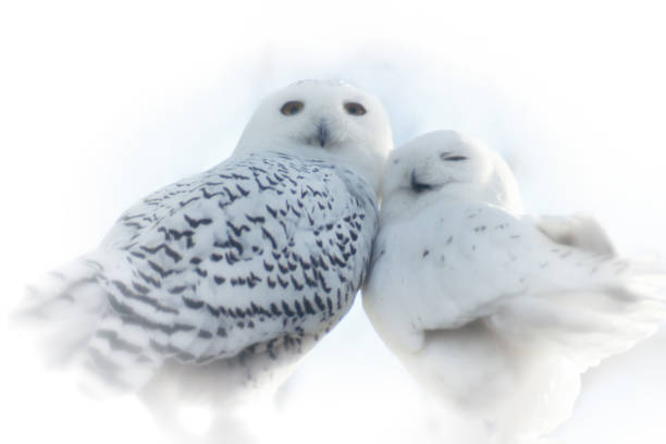 снежные совы в любви - owl snowy owl snow isolated стоковые фото и изображения