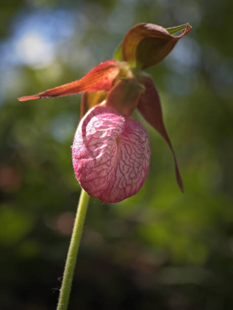 istock Lady's slipper flower close-up 947574808