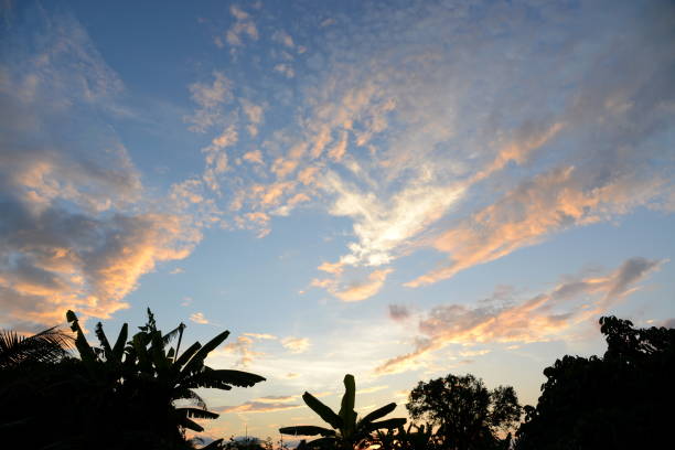 istock Silhouette of trees on blue sky with white and orange clouds. 947583242