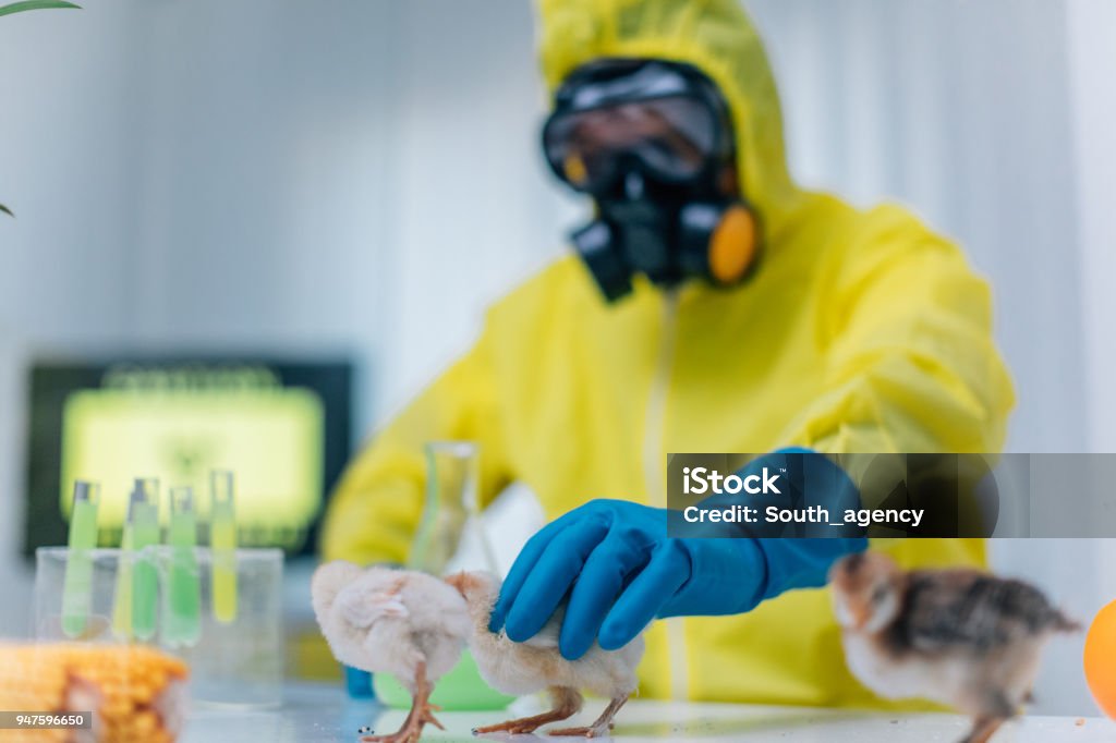 Chick Science Experiments Scientist Conducts Experiments On A Chicken In Laboratory Stock Photo ...