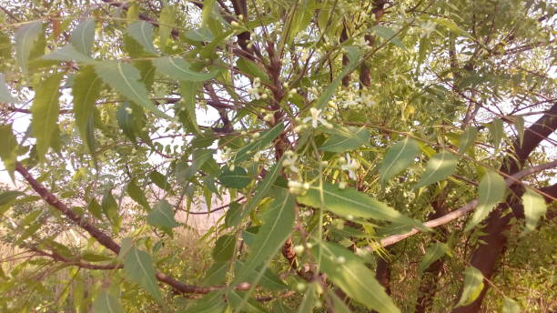 istock Azadirachta indica plant tree 947612650