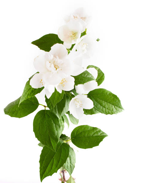 istock Mock orange jasmine flowers on a white background 947622684