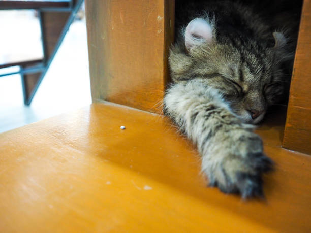 istock cute cat resting and sleeping at home. 947628932