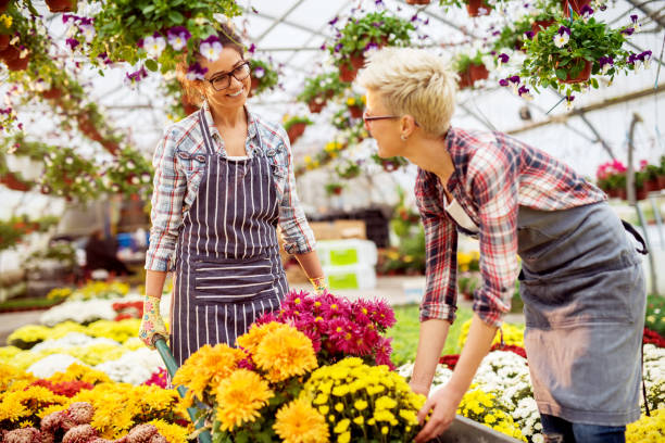 istock Two cheerful hardworking florist women enjoying work while selecting flowers from the cart in the greenhouse. 947630112