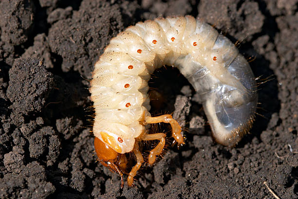 maio-bug grub (melolontha vulgaris - comida de pub - fotografias e filmes do acervo