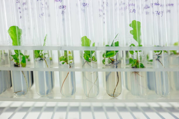 istock Micro plants of cloned oak with in test tubes with nutrient medium. Micro propagation technology in vitro 947634302