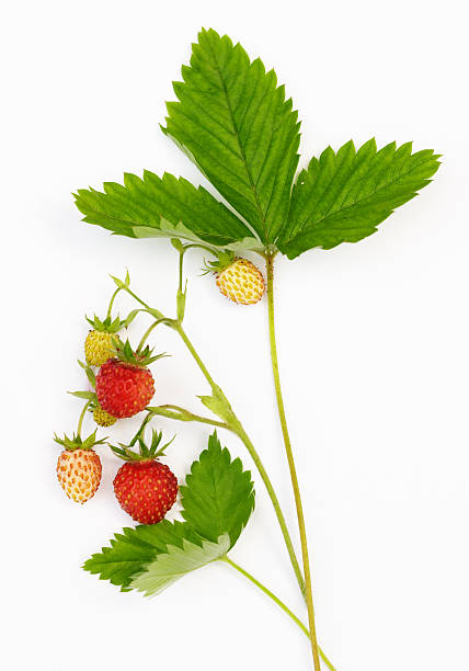 istock Close-up of unripe strawberries on twigs 94763439