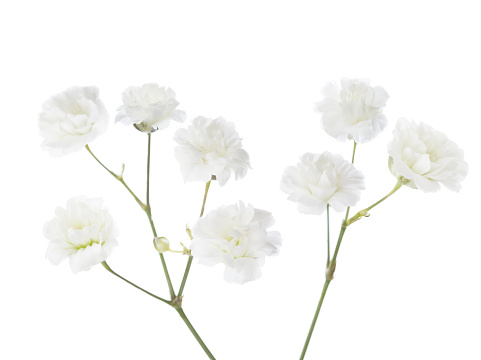 Gypsophila isolated on white background.