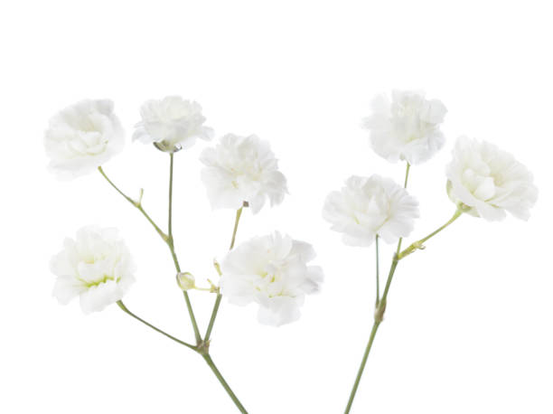 Gypsophila isolated on white background. Gypsophila isolated on white background. gypsophila stock pictures, royalty-free photos & images