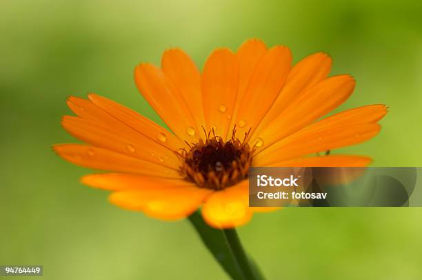 Orange Flor4 Foto de stock y más banco de imágenes de Abstracto - Abstracto, Aire libre, Alegre