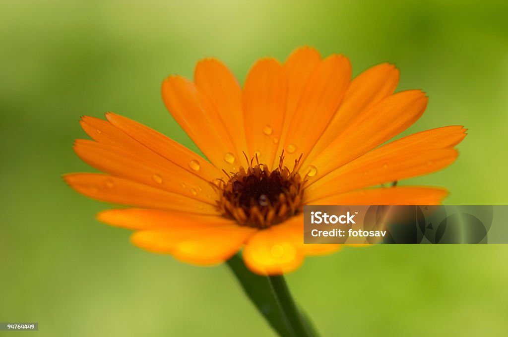 Flor de laranja#4 - Royalty-free Abstrato Foto de stock