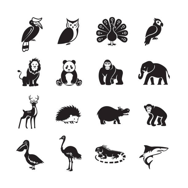ilustrações, clipart, desenhos animados e ícones de ícone de animal - bucerotidae