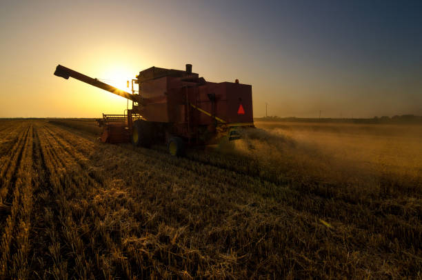 Combine harvester harvesting wheat at summer sunset.