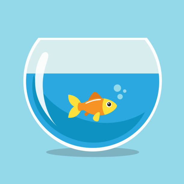 Golden fish Golden fish swimming in a bowlfish. Vector illustration. goldfish bowl stock illustrations