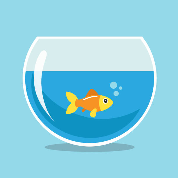 Golden fish Golden fish swimming in a bowlfish. Vector illustration. gold fish tank stock illustrations