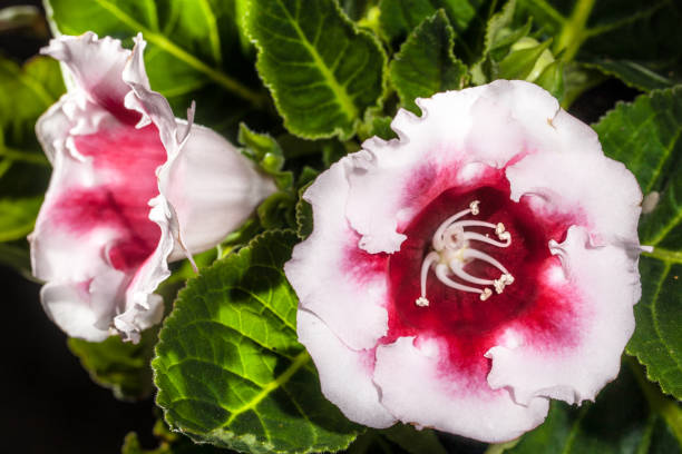 foto von leuchtend rot mit weißen gloxinia blume auf einem unscharfen hintergrund im bokeh stil - gloxinia stock-fotos und bilder