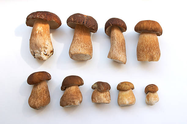 istock mushroom family 94764928