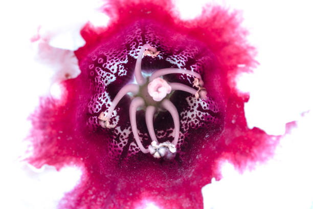 istock Pink and white gloxinia Flower 947652498
