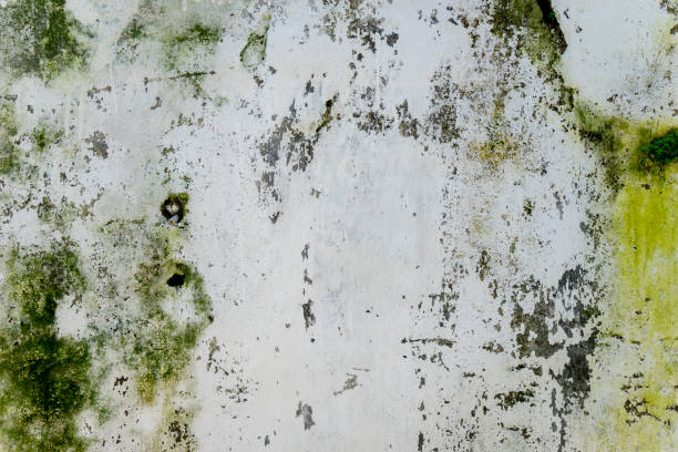 istock Green fungus on old wall 947652502