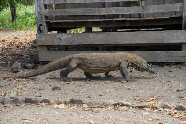 Picture of Komodo dragon with forked tongue in Rinca island, Indonesia