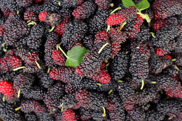 istock pile of mulberry fruit as background 947653148