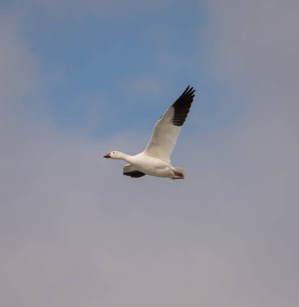 istock Snow geese flying up North 947656046
