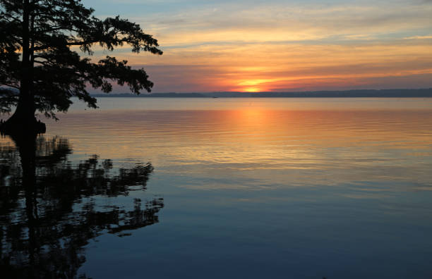 Cypress tree and sunrise Reelfoot Lake State Park, Tennessee reelfoot lake stock pictures, royalty-free photos & images