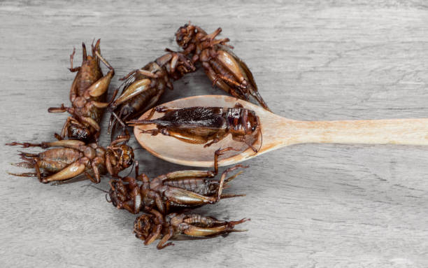 insectes et cuillère de bois sur la table en bois. le concept de sources alimentaires de protéines des insectes. - grillon insecte photos et images de collection