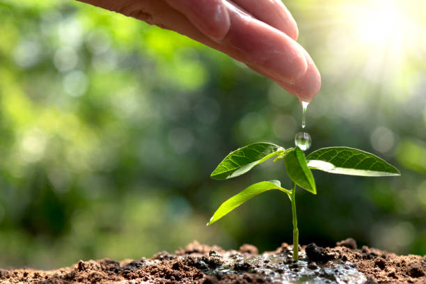 햇빛으로 정원에 있는 작은 나무를 급수 하는 ้hand. - water drop leaf earth 뉴스 사진 이미지