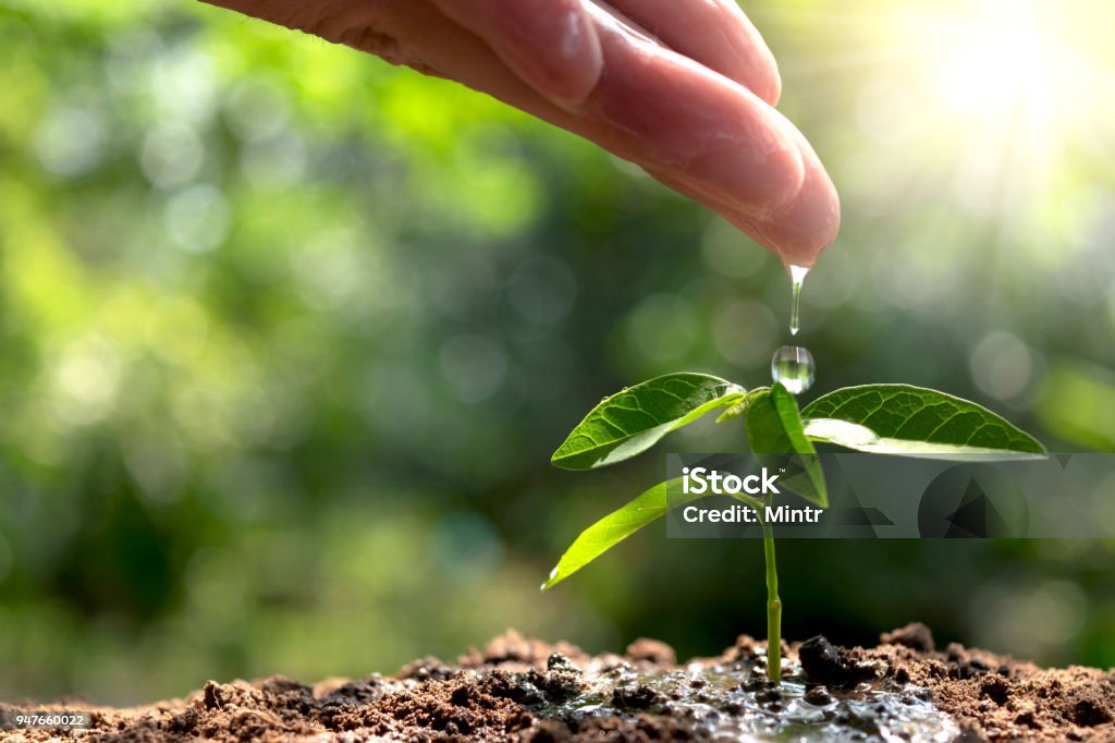 ้hand watering small tree in the garden with sunshine. Water Conservation Stock Photo