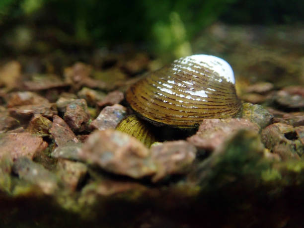 istock Freshwater Mussel close-up 947661250