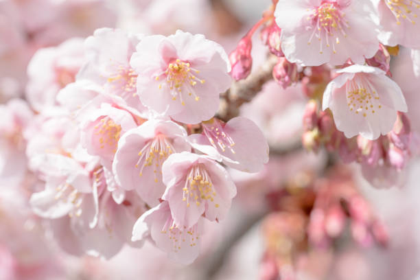 istock Atami sakura flowers 947666954