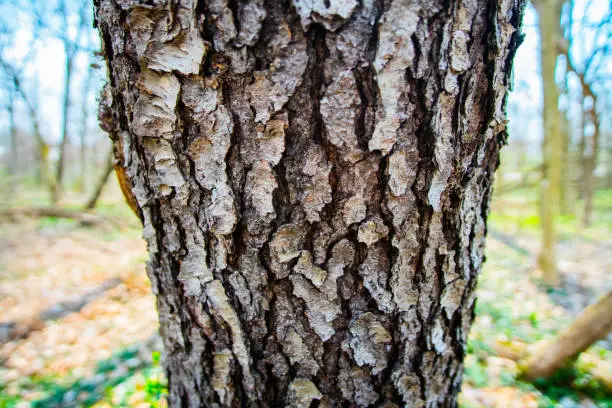 Tree Bark