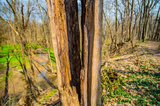 A split tree trunk