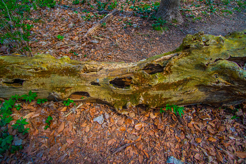 A Rotting tree branch