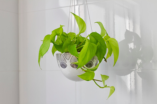 A pretty hanging plant indoors