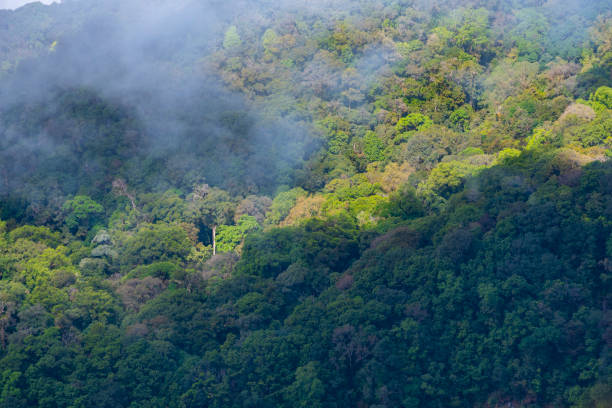 istock Bird eyes view on tropical forest Thailand 947673392