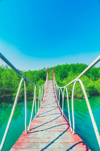 istock Wooden walking bridge in mangrove forest 947673972