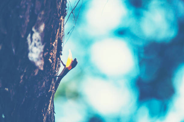 istock Flying lizards. Flying dragon, living on the tree 947673976