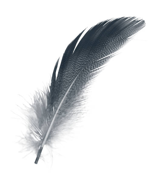 istock Beautiful black feather isolated on white background 947683348