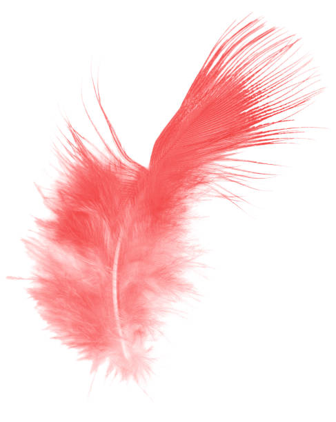 istock Beautiful red maroon feather isolated on white background 947683362