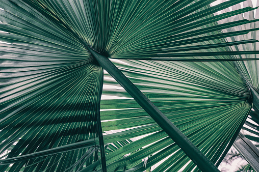 tropical jungle palm leaf