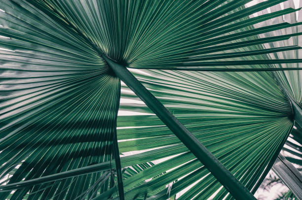 тропические джунгли пальмовый лист - palm leaf palm tree plant tropical climate стоковые фото и изображения