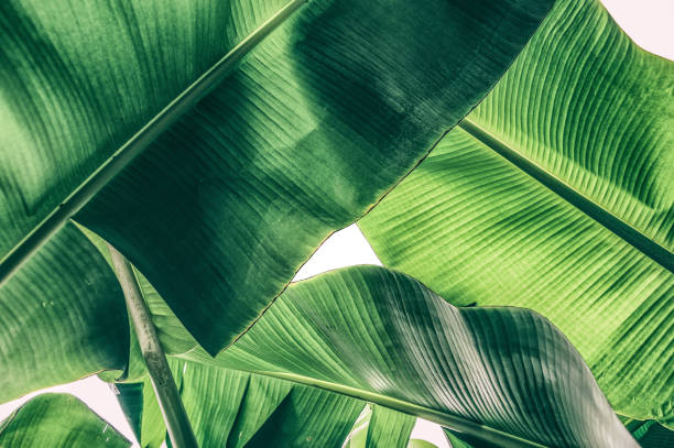 tropical banana palm leaf