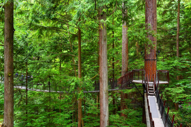 istock Capilano Tree Top Suspension Bridge in Vancouver,Canada 947687912