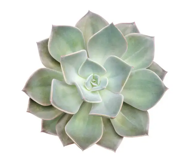 Top view of green cactus succulent plant look like flower isolated on white background, clipping path included