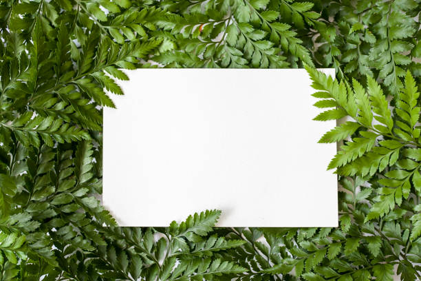 istock Green leaves background with white space 947691230