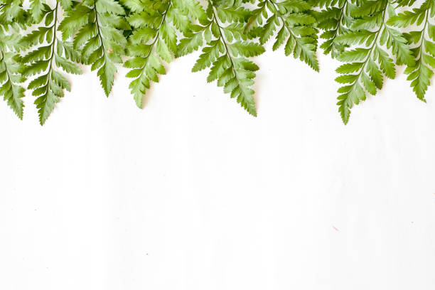 istock Green leaves isolated on white background 947691336