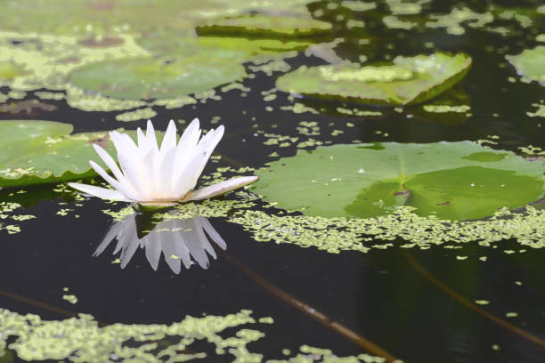 istock Lotus waterlily flower 947694804